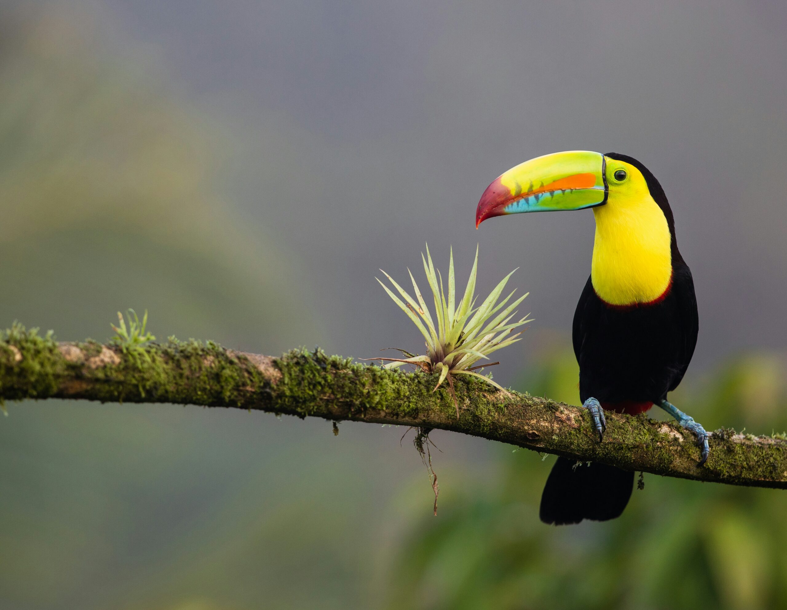 Moving to Costa Rica from Canada